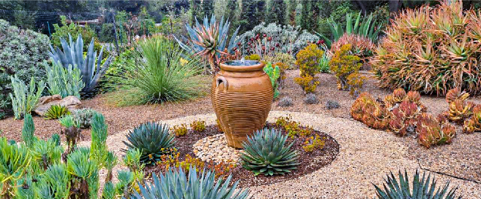 Goodbye Lawn...Hello Succulents, Stanford CA